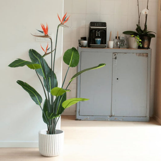 mākslīgais augs, strelīcija podā ar ziediem, 120 cm